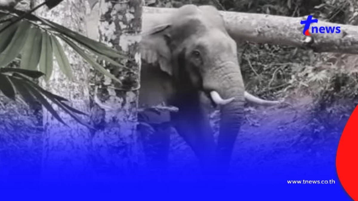 ยิ่งสลด ตรวจซาก พลายกอแก้ว ช้างป่าดังเขาคิชฌกูฏ รอยมรณะทั่วร่าง