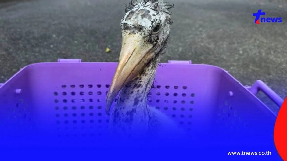 เปิดตัว ลูกนกตะกราม สมาชิกใหม่เขาเขียว สำเร็จครั้งประวัติศาสตร์