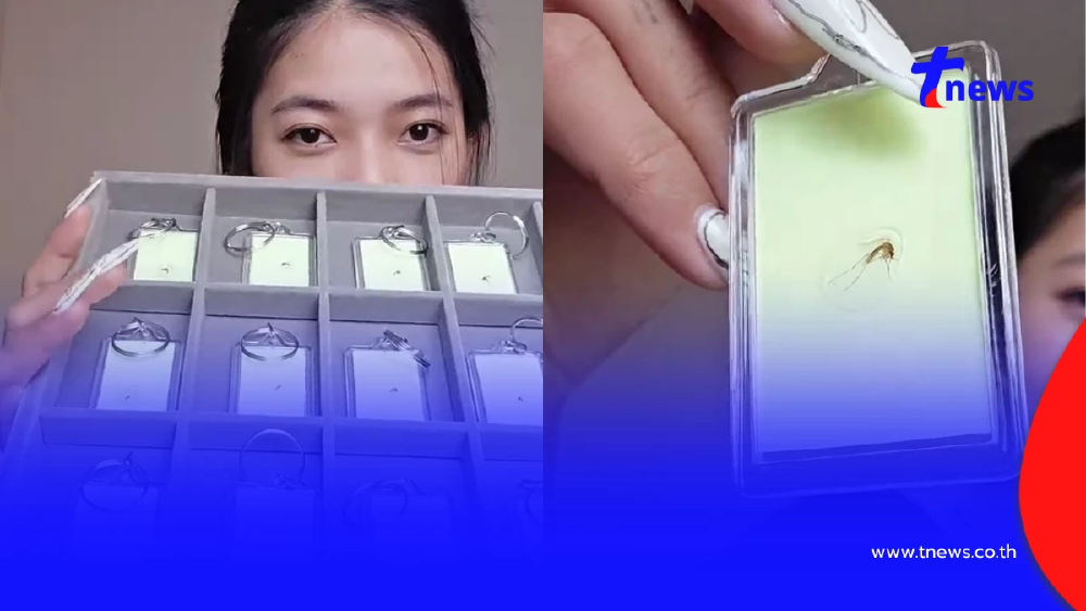 สาวไทยเปลี่ยน “ตบยุง” เป็นธุรกิจ ขายซากยุง รายได้หลักหมื่น