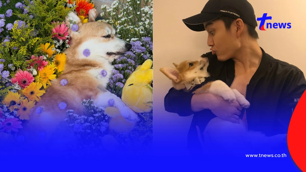 "กอล์ฟ พิชญะ" เศร้าสูญเสีย "น้องฟีล่า" สุนัขคอร์กี้สุดรัก