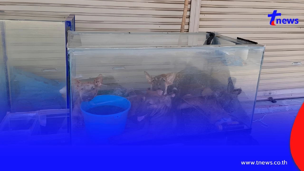 สุดสงสาร! ช่วยสุนัข 5 ตัว ถูกขังในตู้ปลา อากาศร้อนจัดจนหอบหนัก