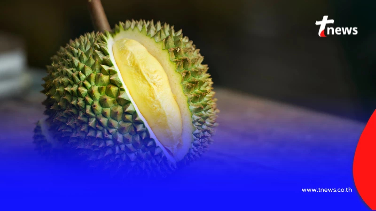 ยกระดับทุเรียนไทยส่งออก คุมเข้มเกณฑ์ 4 ไม่ มุ่งเป้าแสนห้าหมื่นล้าน