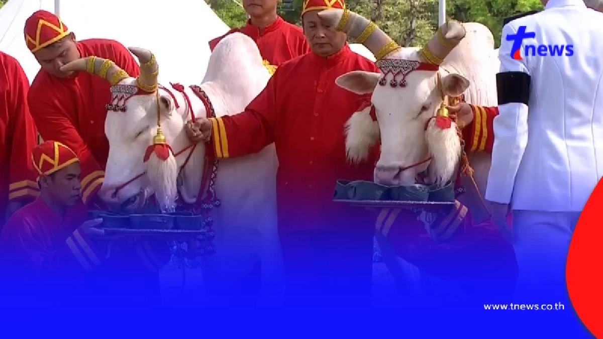 เปิดผลเสี่ยงทาย "พระโค" พระราชพิธีจรดพระนังคัลแรกนาขวัญ 2569