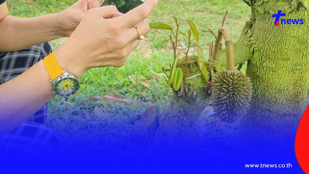 ฮือฮา! ทุเรียนลับแลออกผลกลางรากเสริม เจ้าของเชื่อมาให้โชค