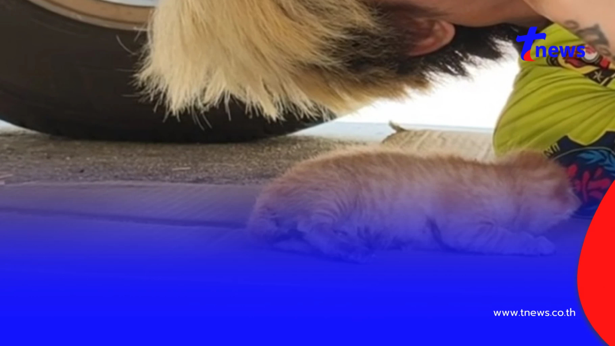 ส่องเลขทะเบียน ลูกแมว 4 ตัว ติดใต้ท้องรถเก๋ง เจ้าของเชื่อมาให้โชค