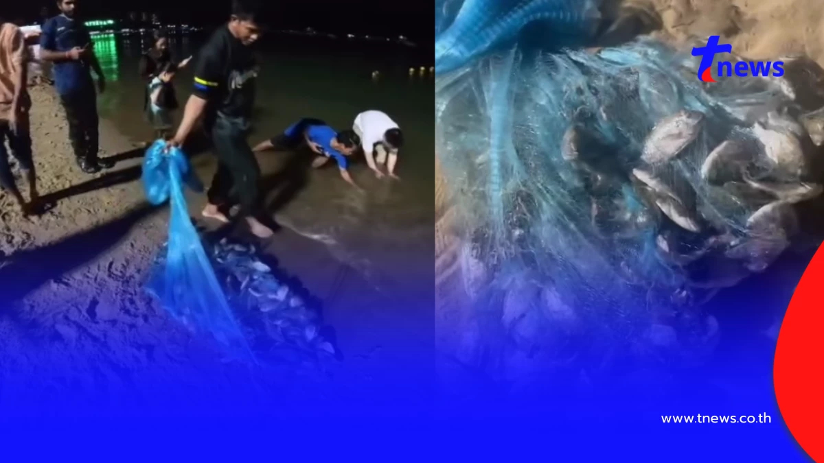 ประมงบางละมุงตรวจปลาหมอคางดำพัทยา ย้ำเจอให้ทำลายทันที