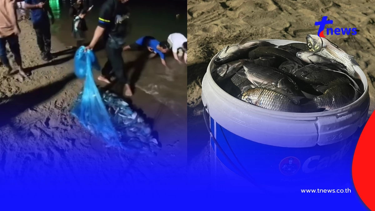 พัทยางง! ปลาหมอคางดำบุกชายหาด หวั่นทำลายสัตว์น้ำท้องถิ่น