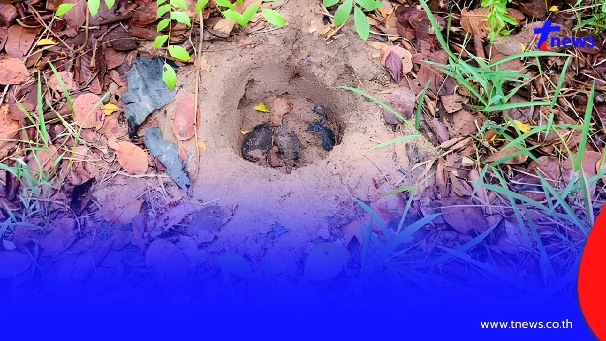 ลุยรื้อหลุมดักอึ่งในป่าสงวนฯ หวั่นจับหนักจนสัตว์สูญพันธุ์!