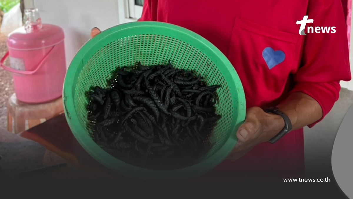 หมู่บ้านอาชีพปริศนา ล่า"ปลิงอบแห้ง"ส่งขายจีน กิโลกรัมละ 2,000