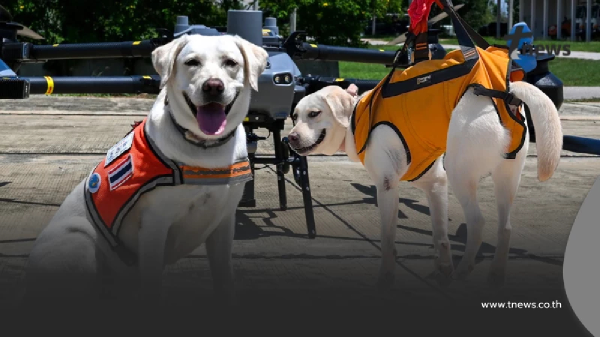 K9 สีนวล ผนึกโดรนซ้อมภารกิจ ชาวเน็ตหลุดโฟกัส ความน่ารักขโมยซีน