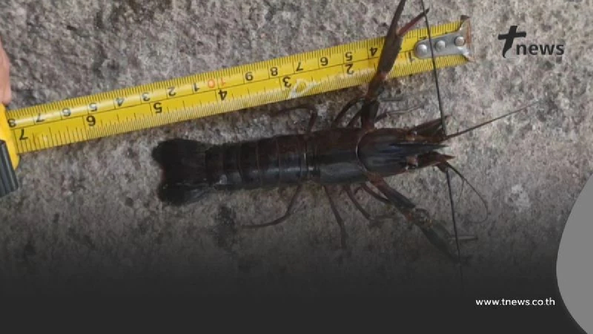 พะเยาคุมเข้ม "กุ้งก้ามแดง" ในกว๊านพะเยา ห้ามปล่อยลงธรรมชาติ