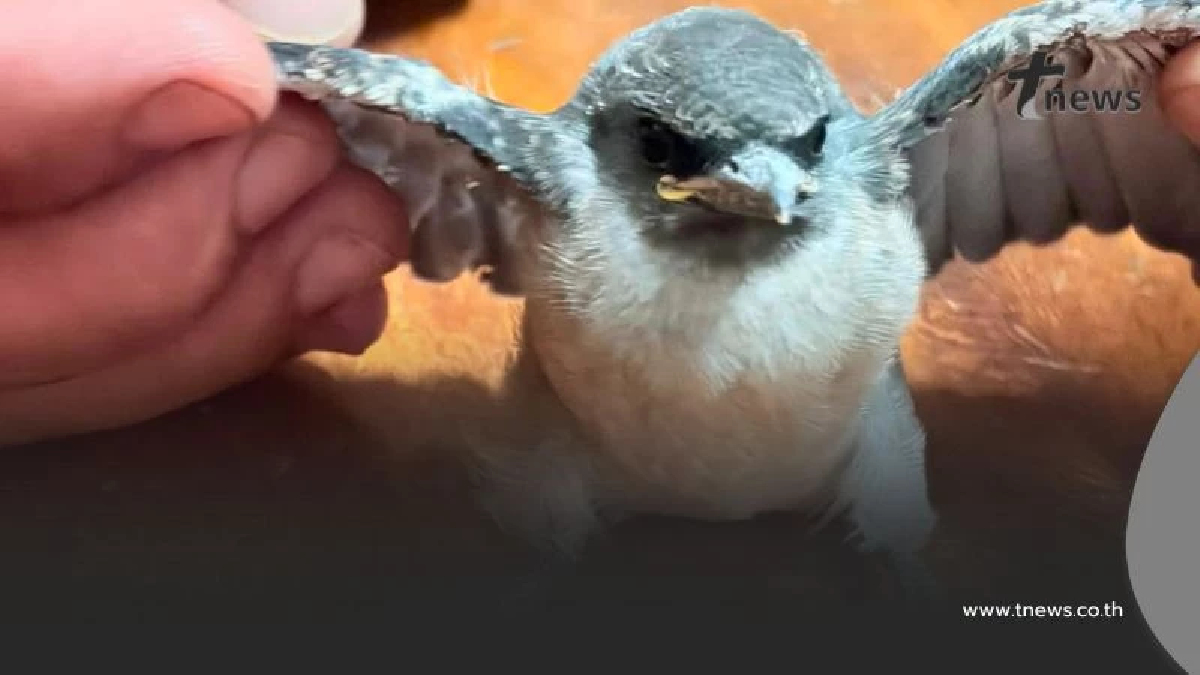 น้องคือนกอะไร? ภาพเดียวทำคนสงสัย แห่เดาชื่อกันสนั่น!