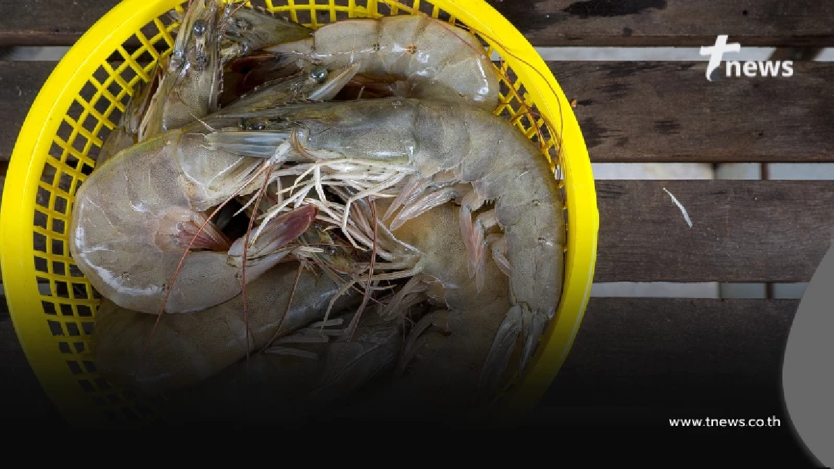 เดินเกมรุกแก้ปมกุ้งไทย เกษตรฯ เตรียมบินด่วนถกมาเลเซีย ปรับแผนตรวจปลากะพง