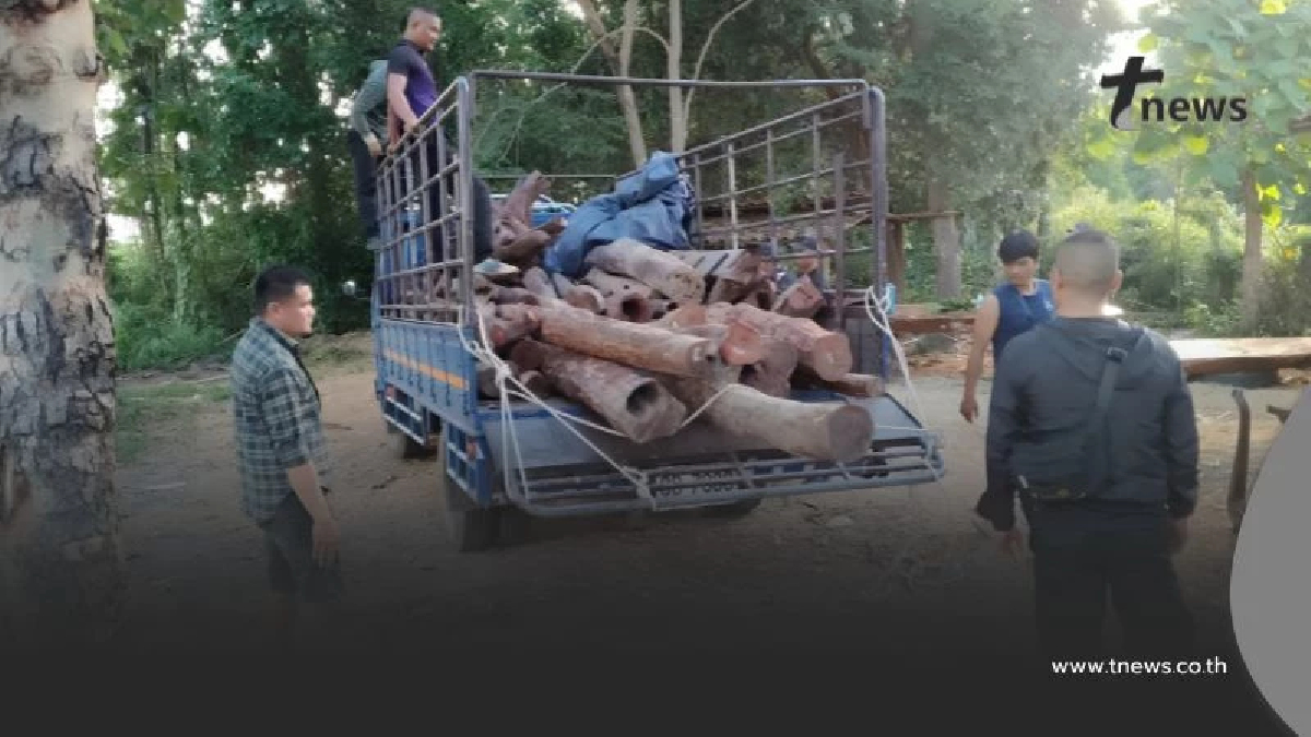 ของกลางเพียบ! ยึดไม้พะยูงกว่า 200 ท่อน เตรียมขยายผลหาตัวนายทุน