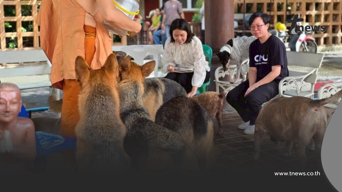 เปิดตัวโครงการ "หมา คู เมือง" นำร่องฝังชิพหมาวัดเจดีย์หลวง