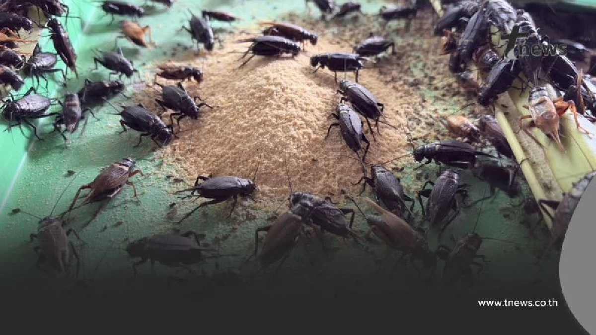 อดีตหนุ่มก่อสร้างพลิกชีวิต! ผันตัวเลี้ยง "จิ้งหรีด" รายได้งาม