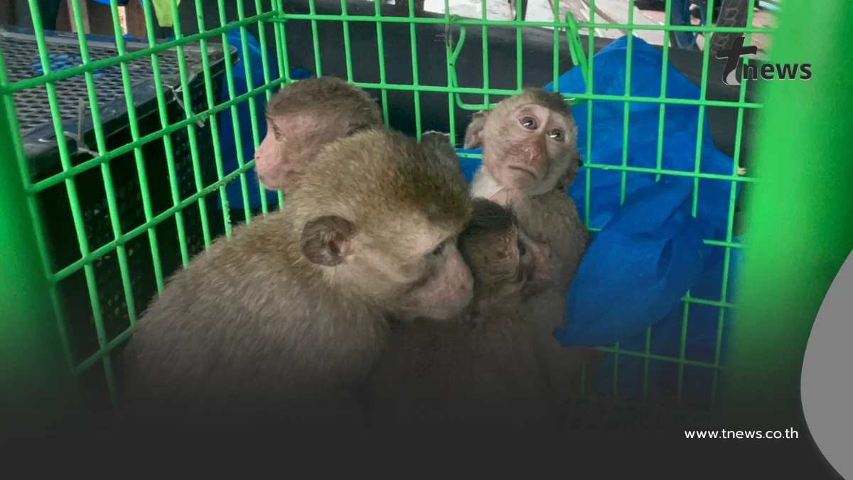 ศรชล.ตราด บุกค้นบ้านริมน้ำ ยึดลิงแสม 6 ตัวเตรียมส่งเขมร