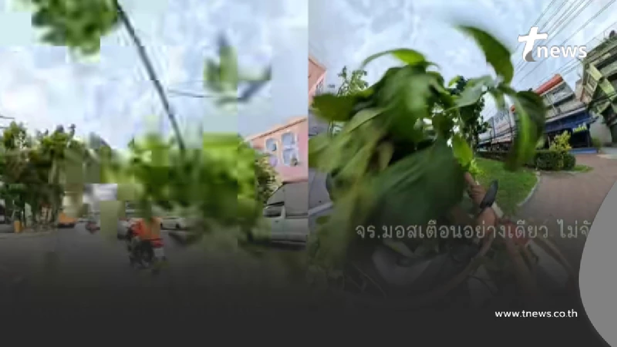 ทะเบียนรถ ตร.จราจรคนดัง โดนกิ่งไม้หล่นใส่ คนตาไวโฟกัสเลขหมวก