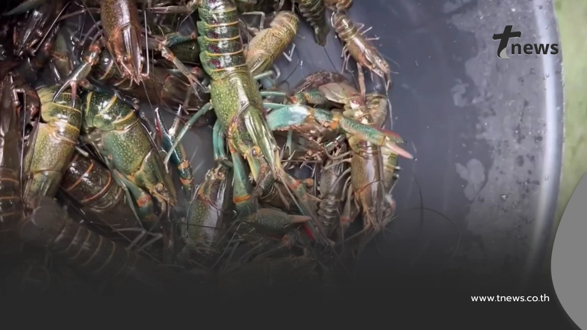 กุ้งก้ามแดงยึดกว๊านพะเยา ประมงพื้นบ้านพลิกวิกฤตดักขายโลละ 300