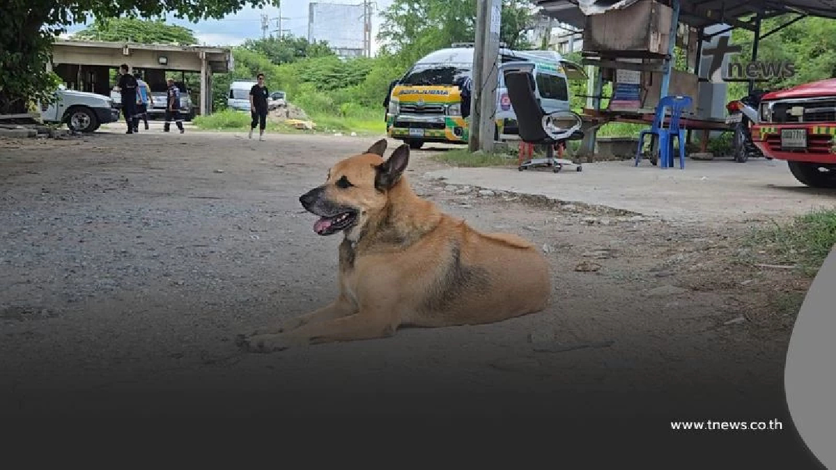 แย่งซีนกู้ภัย! เจ้าตูบวิ่งดูคนเจ็บ ชาวเน็ตแซวขอสมัครเป็นอาสา