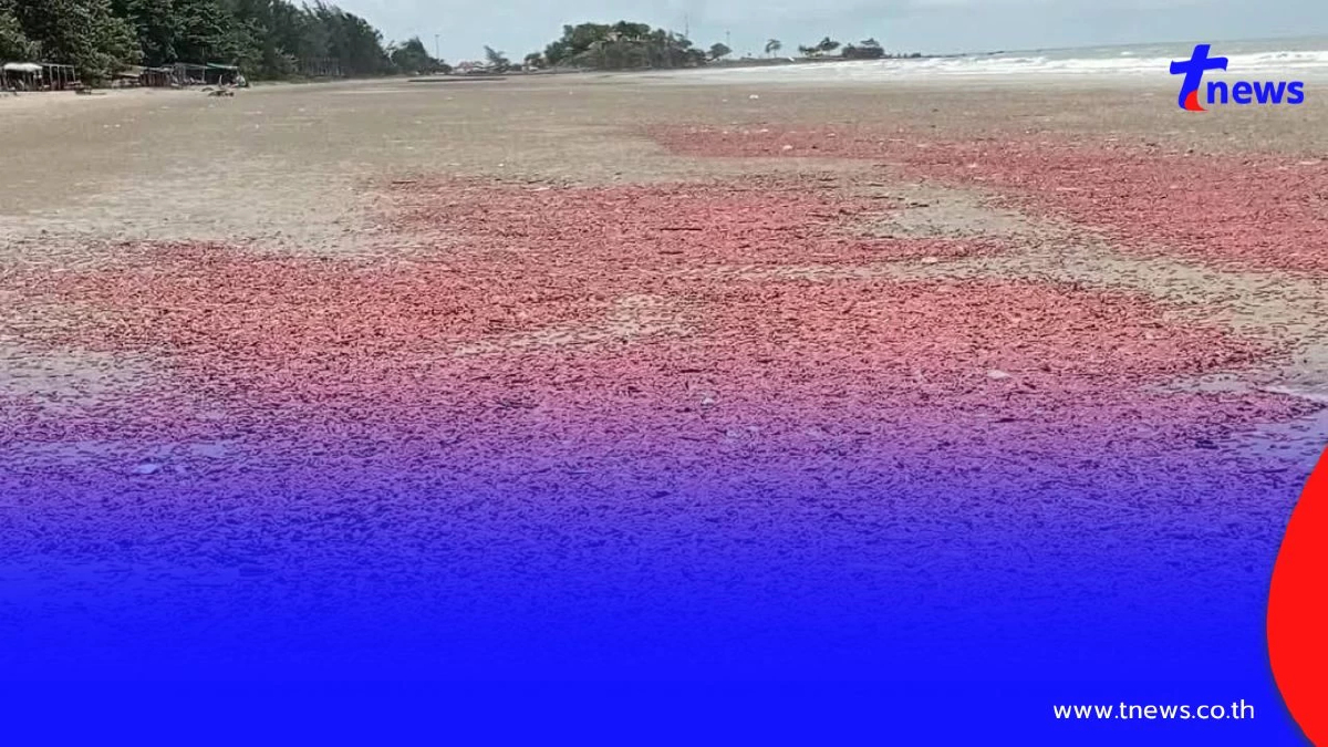 แตกตื่นทั้งหาด! สิ่งมีชีวิตสีชมพูนับล้านโผล่เกยฝั่ง