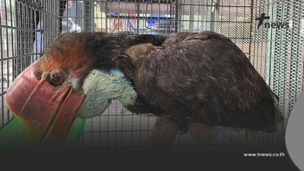 รอดกลับบ้านแล้ว! "นกชนหิน" ถูกจับกลางสนามบินอินเดีย ส่งคืนไทย