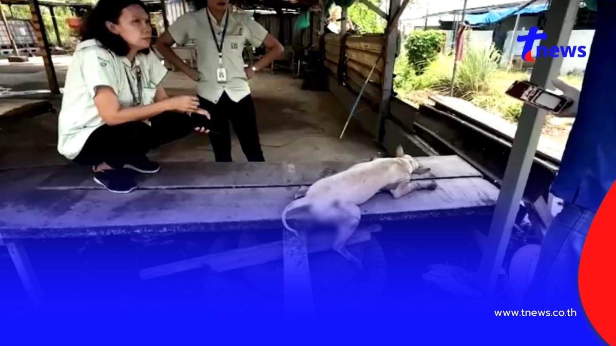 พนักงานเซเว่นช่วยสุนัขจร ถูกปืนยิงปลาปักสะโพกก่อนส่งถึงมือหมอ