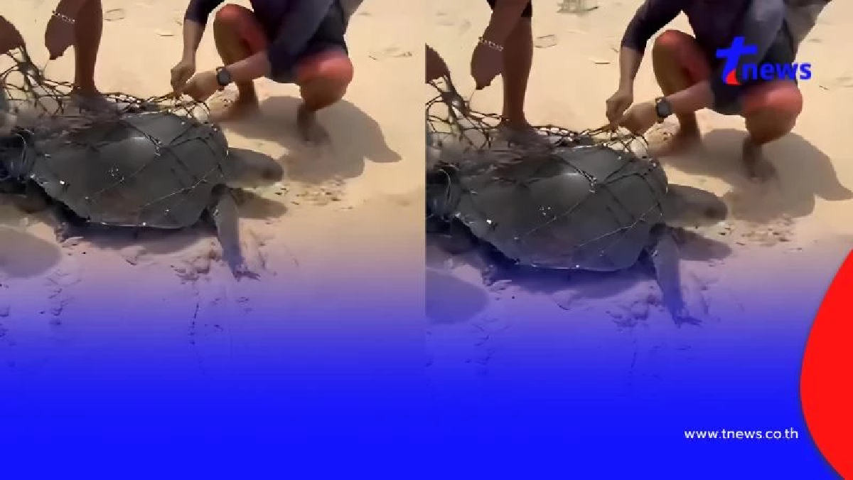 นาทีชีวิต! เต่าทะเลถูกอวนรัดเกยหาด โชคดีไลฟ์การ์ดเห็นทันเวลา