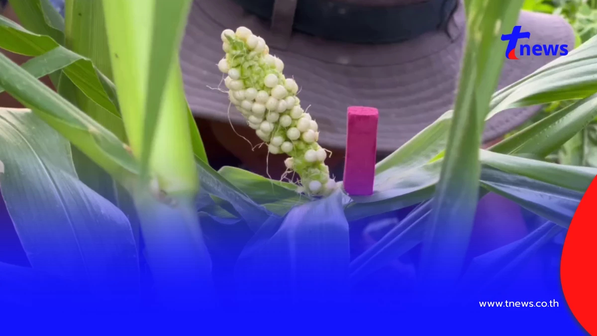 ฮือฮาสุรินทร์! ข้าวโพดประหลาดเม็ดชมพูคล้ายไข่มุก เชื่อมาให้โชค