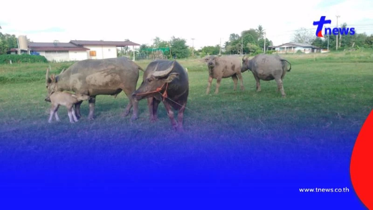 โจรย่องลักควายยกคอก 6 ตัว มูลค่าเกือบ 2 แสน! เจ้าของใจสลาย