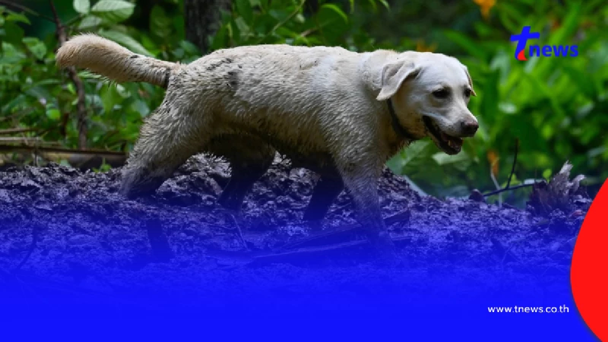 K9 สิ้นสุดภารกิจ ลุยน้ำ ลุยโคลน บุกป่า ตามหาน้องเอ้มอญที่พังงา