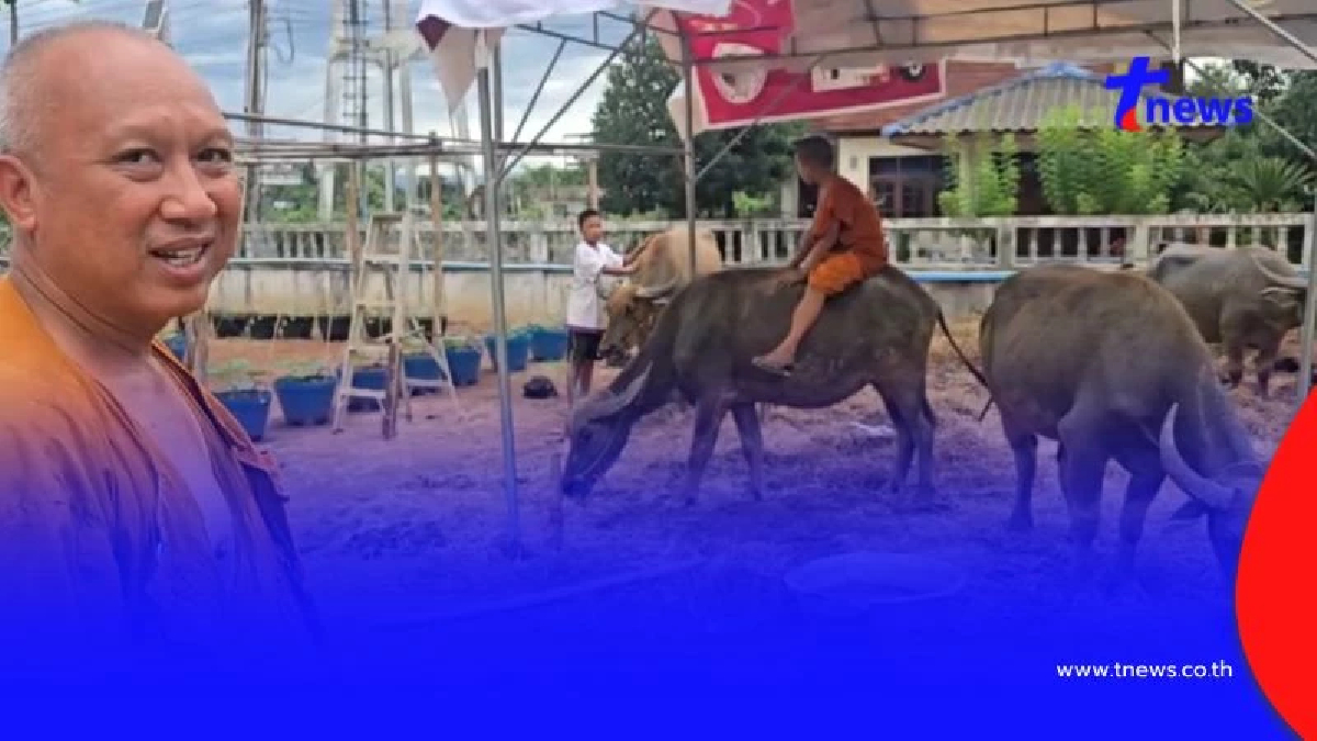 ควาย 4 ตัวหนีโรงเชือด ว่ายน้ำข้ามคลองเข้าวัด พระไถ่ชีวิต 1.1 แสน