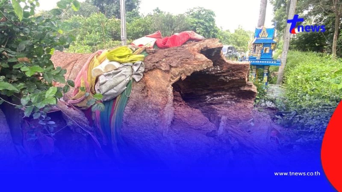 ชาวบ้านใจหายทั้งตำบล! "ต้นยางคู่" อายุ 200 ปี ล้มโค่นปิดตำนาน