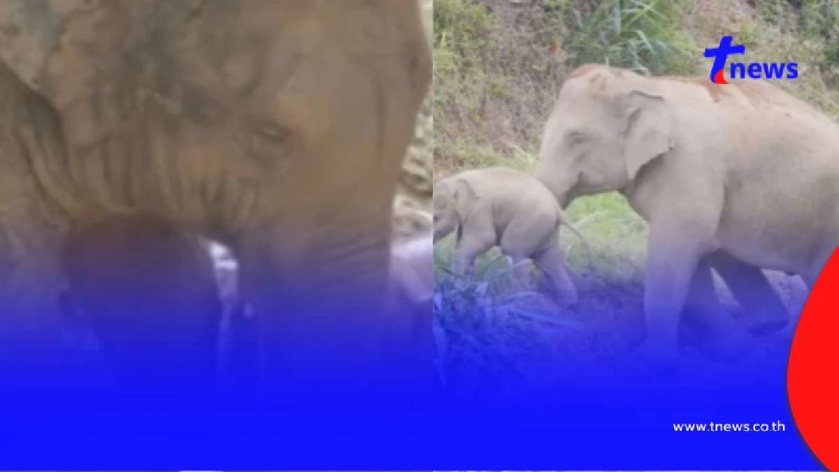 ส่องโมเมนต์ลูกช้างเอเชียสำรวจป่า แม่เดินเคียงข้างไม่ห่าง