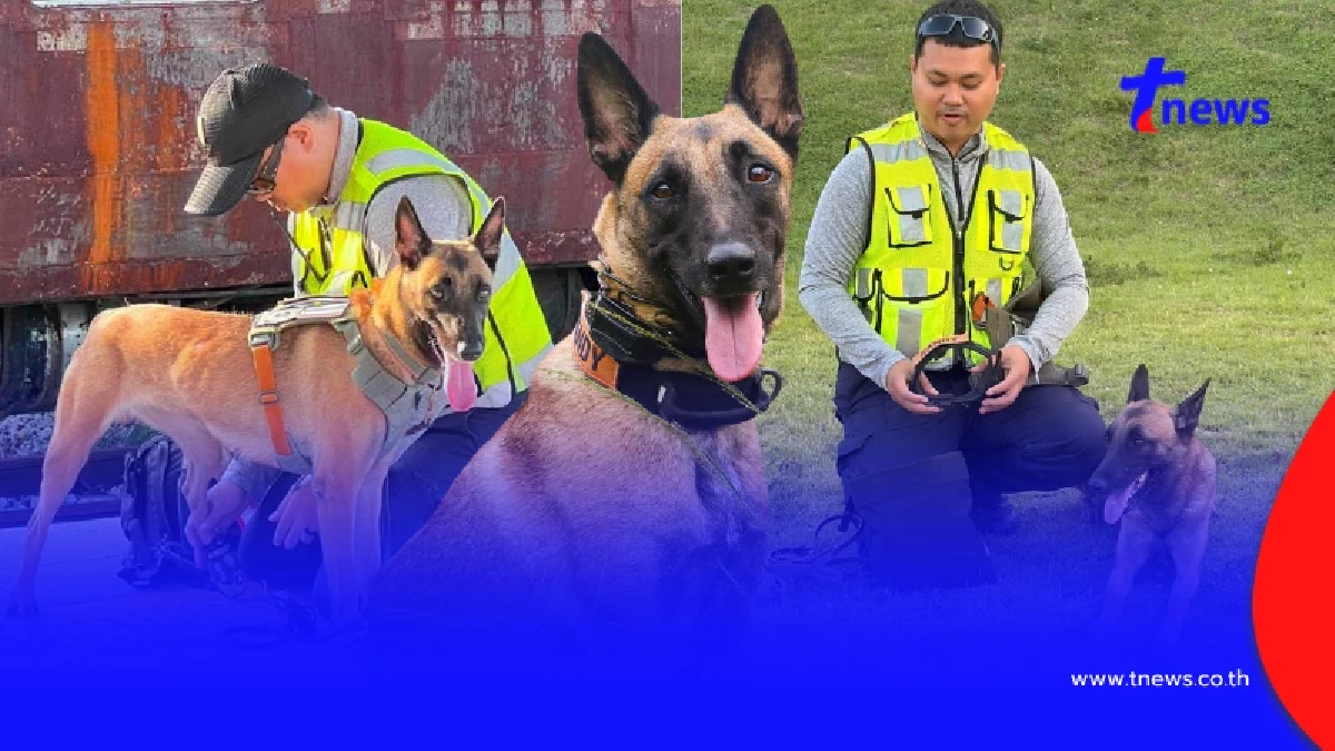 เปิดโปรไฟล์ K9 แซนดี้ ฮีโร่ 4 ขา ผ่านภารกิจมาโชกโชน ก่อนร่วมหาสีส้ม