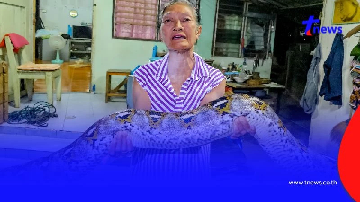 แผงหวยสะเทือน! ส่องเลขพญางูเหลือมยักษ์บุกยึดบ้านยายวัย 75