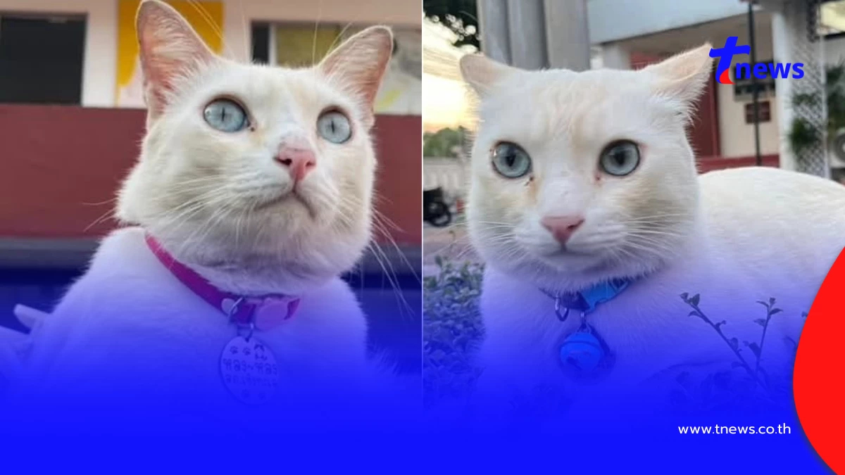 เจอตัวแล้ว! "น้องหลงหลง" แมว สภ.เชิงทะเล กลับเข้าปฏิบัติหน้าที่