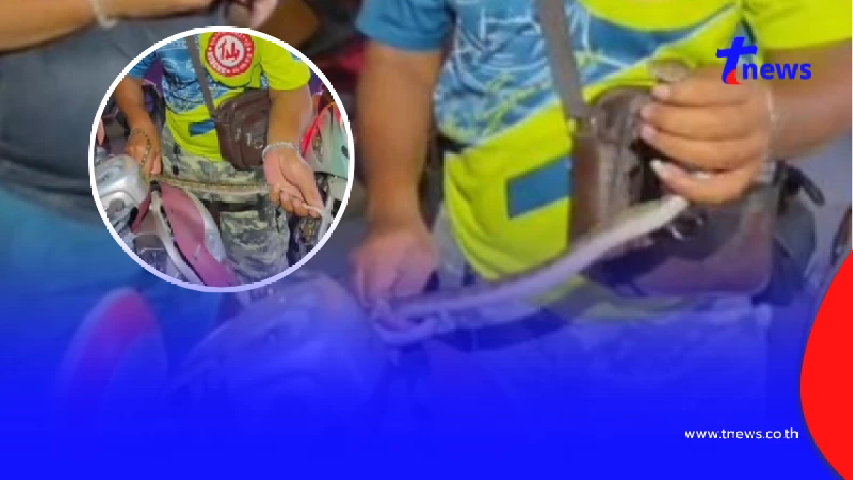 หนุ่มนักฟุตบอลผวา ลูกงูเหลือมซุกช่องหน้ารถ แห่ส่องเลขทะเบียนสวย