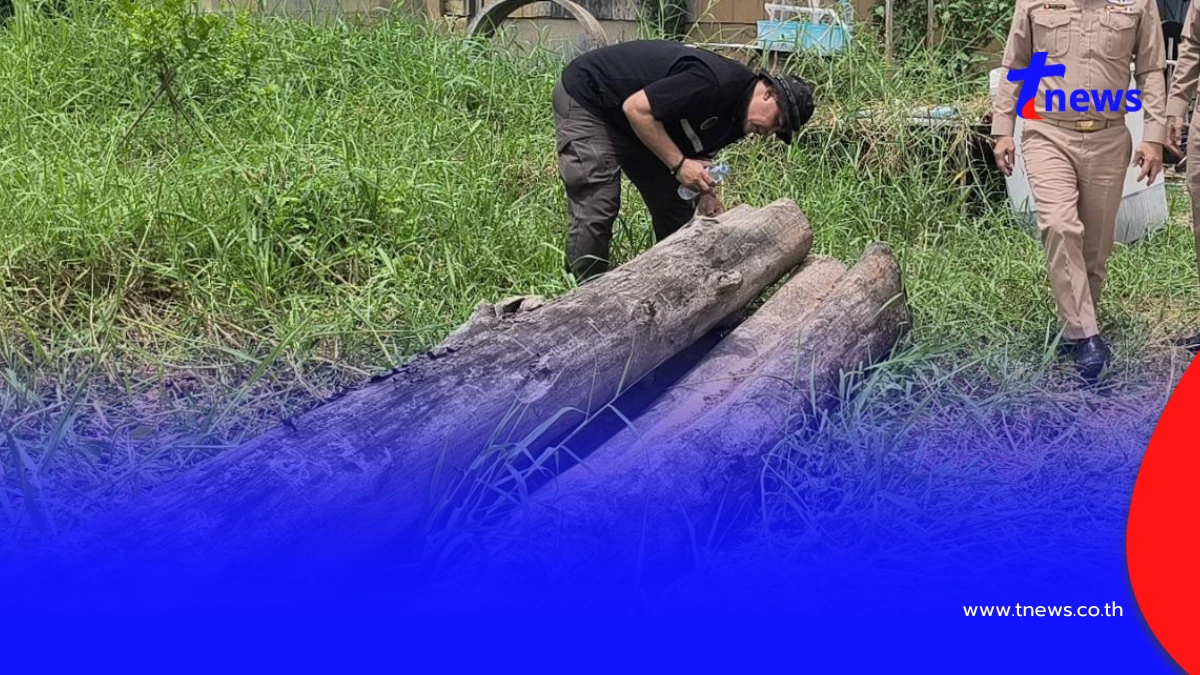 ผงะ! ขุดลอกคลองพิษณุโลกกลับเจอไม้สัก 12 ท่อน ซุกข้าม 30 ปี