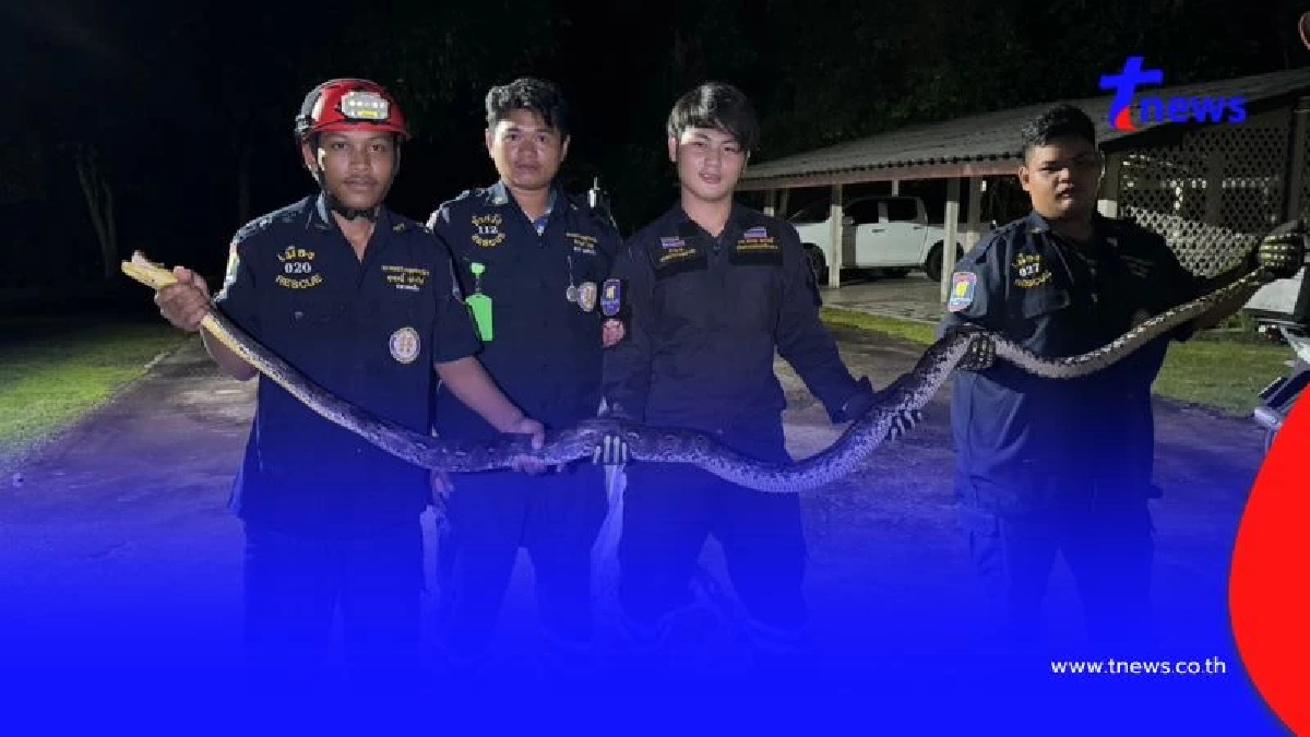 ระทึกก่อนหวยออก งูเหลือมยักษ์บุกบ้าน เจ้าของไม่พลาดส่องเลขเด็ด