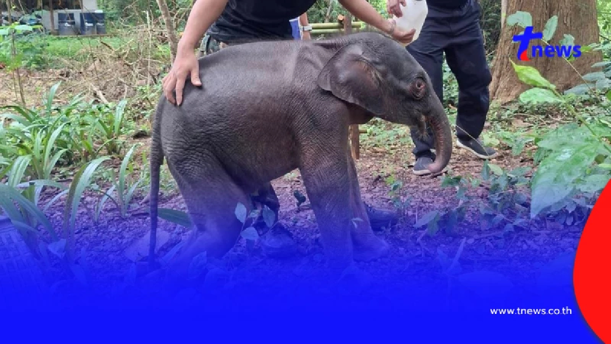 อาการน่าห่วง "ลูกช้างป่า" พลัดหลงโขลง สัตวแพทย์เร่งยื้อชีวิต