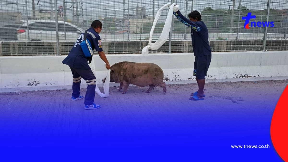 หนีเที่ยว 4 วัน! "เจ้าเล็ก" หมูป่า 100 โลป่วนสะพาน ตาต้องง้อกลับ
