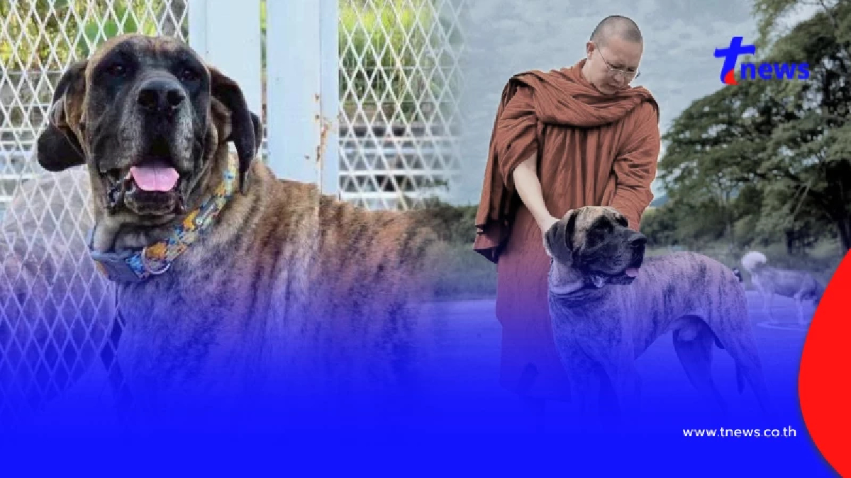 เศร้า "เจ้ายักษ์" หมาใหญ่ใจดี ที่เคยเป็นข่าวหดหู่ กลับดาวแล้ว