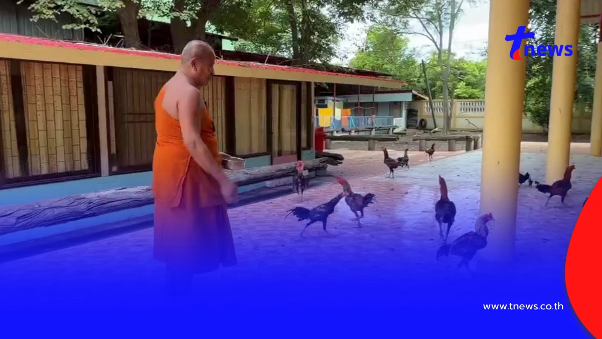 วัดเพชรบุรีเดือดร้อน! เซียนไก่ชนแพ้แล้วทิ้งวัดนับร้อยตัว