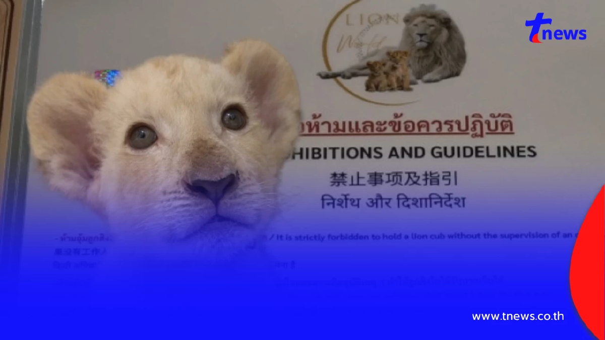 คาเฟ่เชียงใหม่แจง สื่อจีนลงข่าวคลาดเคลื่อนปมสิงโตงับ