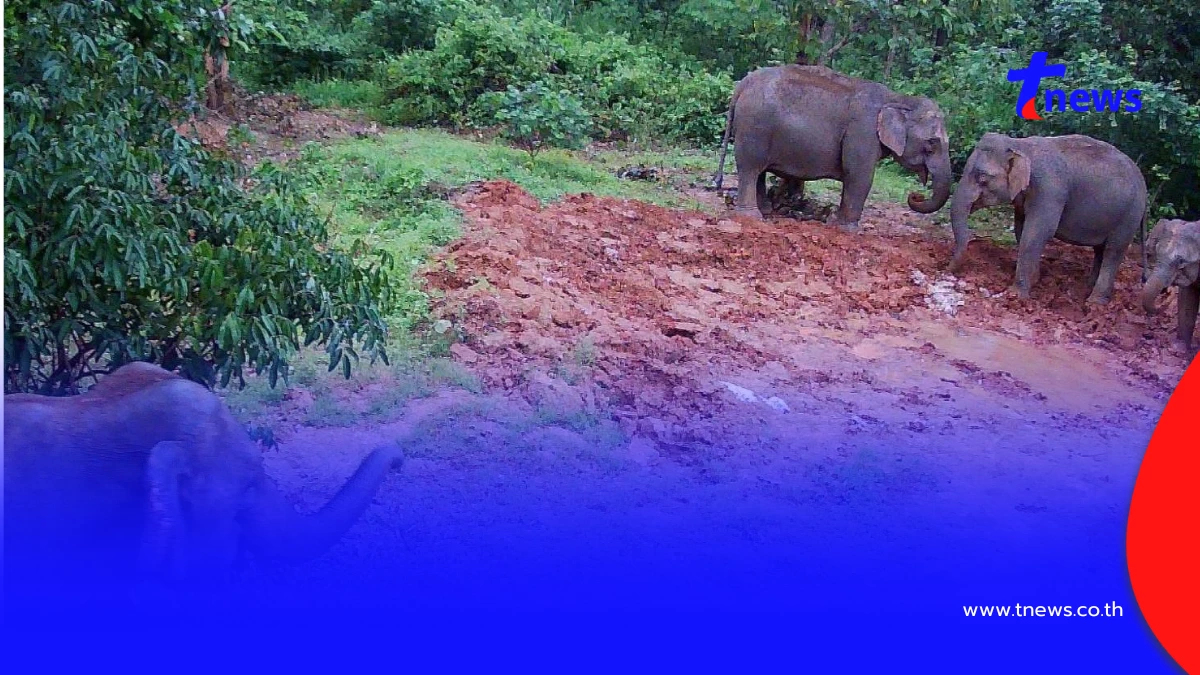 ผู้ว่าฯ เลยปลื้ม! ช้างป่าแห่กินโป่งเทียมภูหลวง คืนสมบูรณ์สู่ป่า