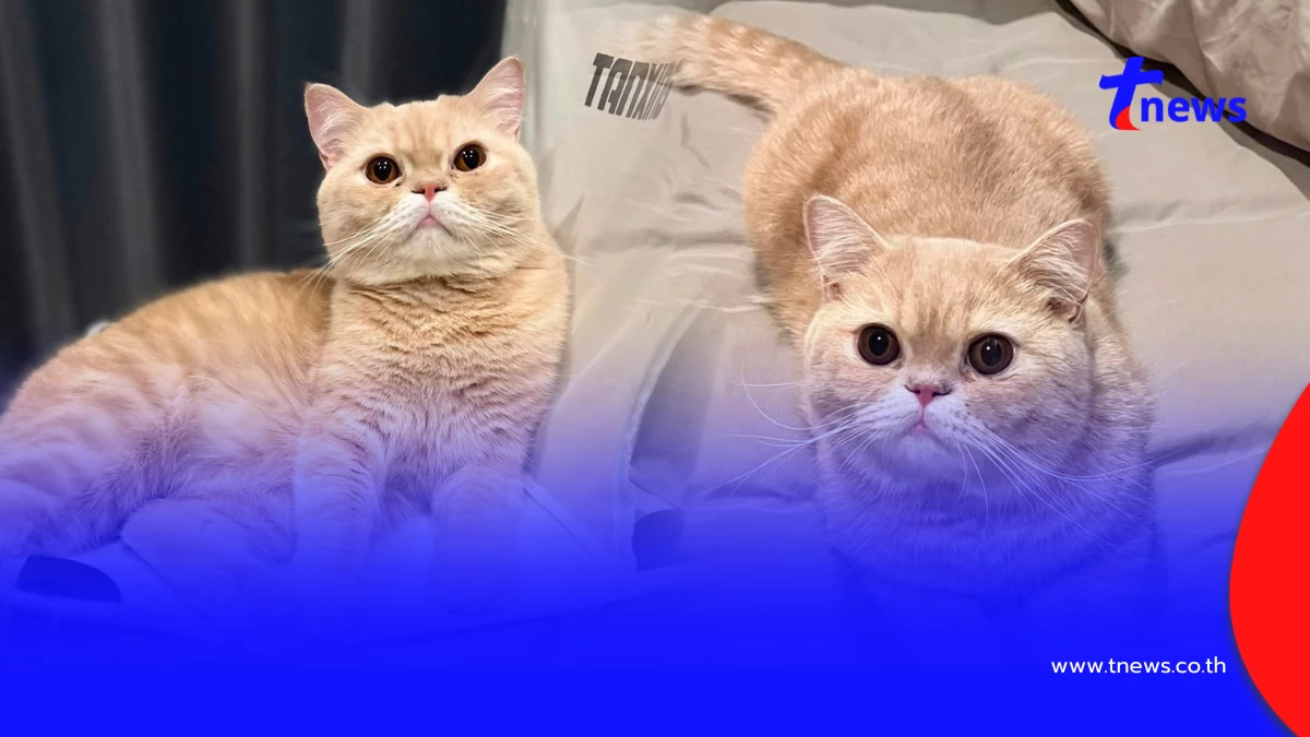 หัวอกแม่แทบสลาย! วอนช่วยตามหา "น้องชิโอะ" ป่วยโรคหัวใจหลุดหาย
