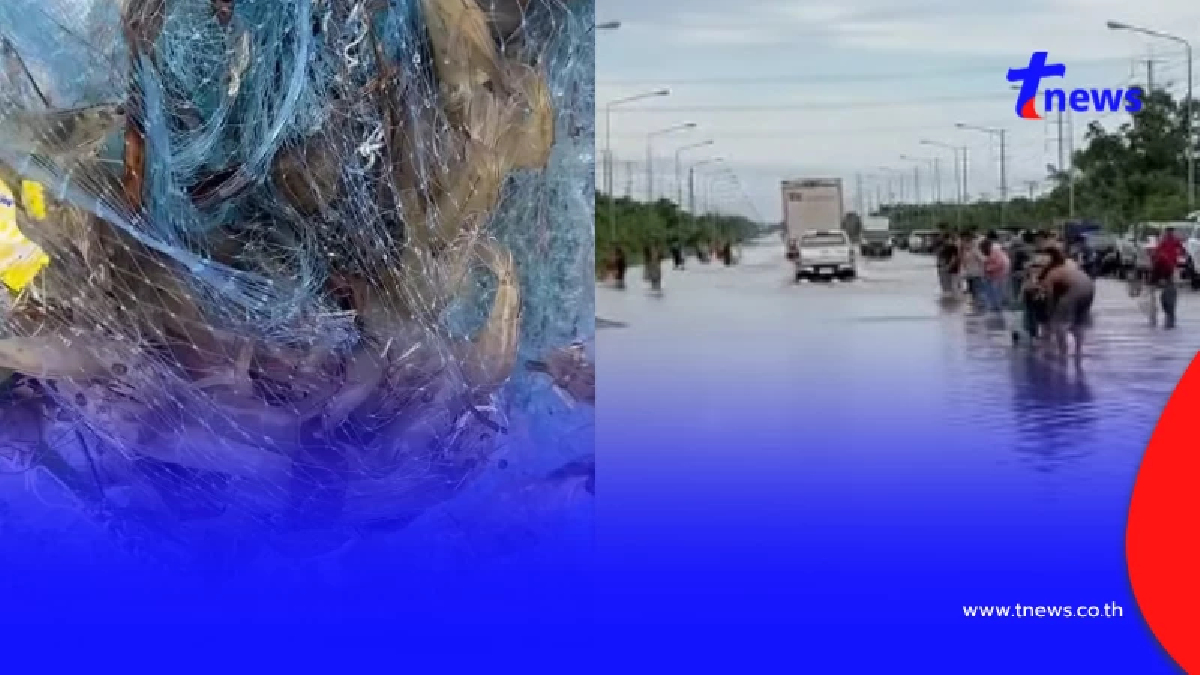 เจ้าของเข่าแทบทรุด บ่อกุ้งน้ำท่วมมิด กุ้งทะลักชาวบ้านแห่จับ