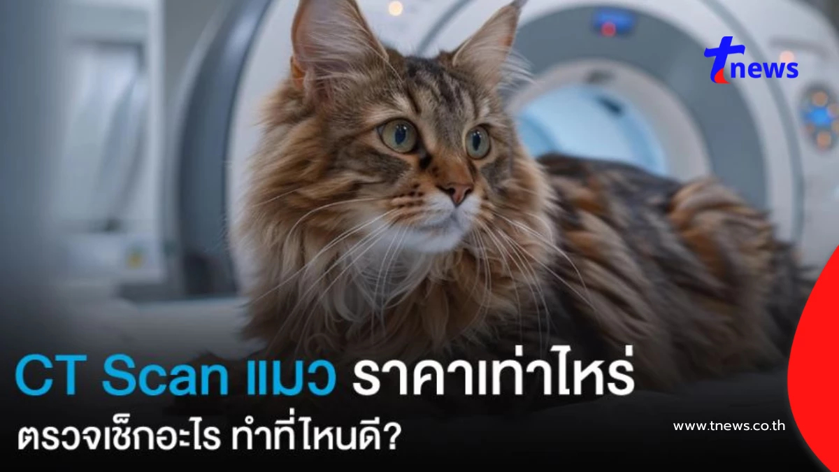 CT Scan แมวราคาเท่าไหร่ เช็กอาการอะไรได้บ้าง เลือกที่ไหนดี