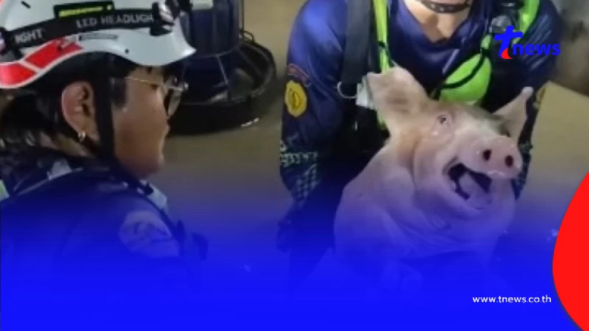 กู้ภัยระดมกำลังบุกช่วยหมู 40 ตัวจมน้ำ เร่งย้ายหนีน้ำท่วมทะลักคอก